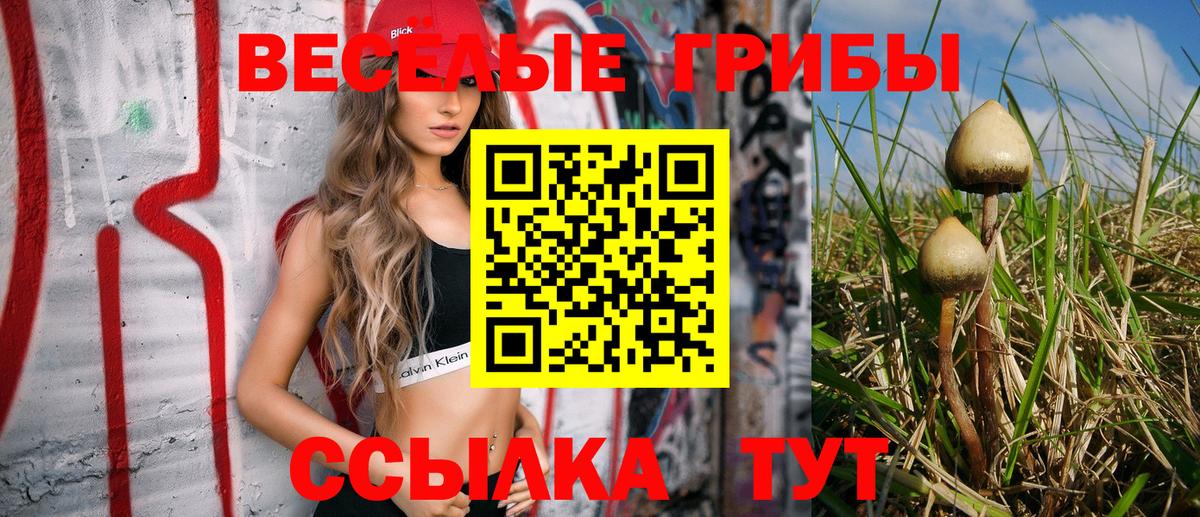 Псилоцибиновые грибы Cubensis Сокол